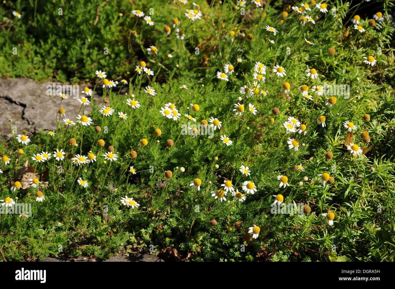 English Chamomile High Resolution Stock Photography and Images - Alamy