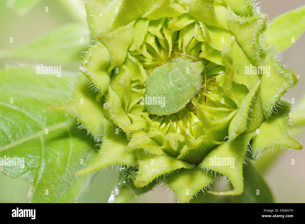 Green shield bug Stock Photo