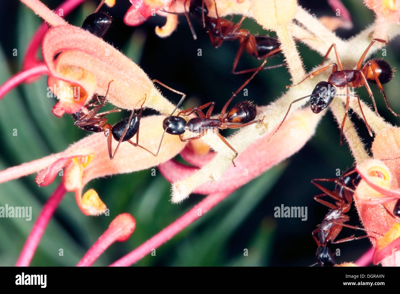 Closeup of a Banded Sugar Ants on a Grevillea flower Camponotus
