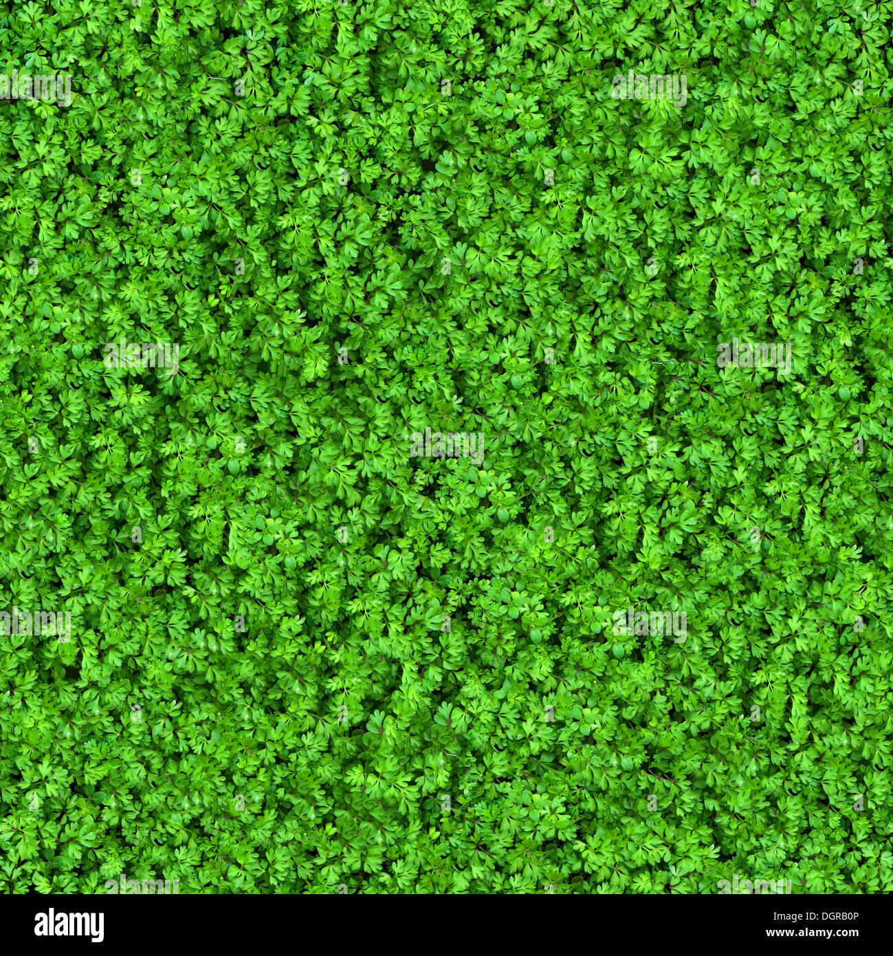 Green Meadow Grass. Seamless Texture. Stock Photo