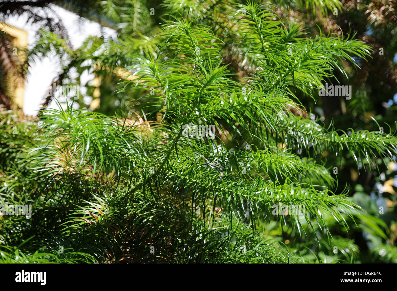 Cowtail pine Stock Photo