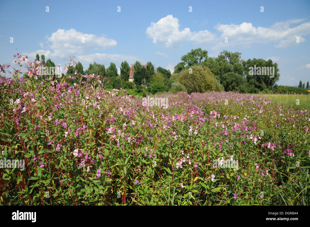 Himalayan Balsam Stock Photo