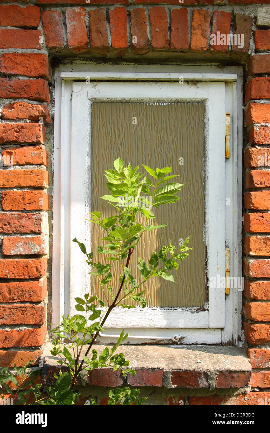 The window Stock Photo