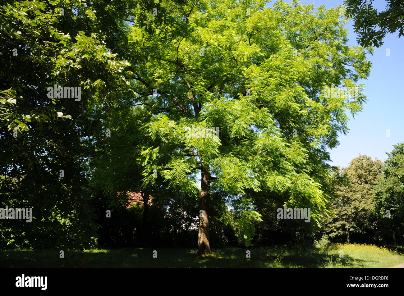 Black walnut trees hi-res stock photography and images - Alamy