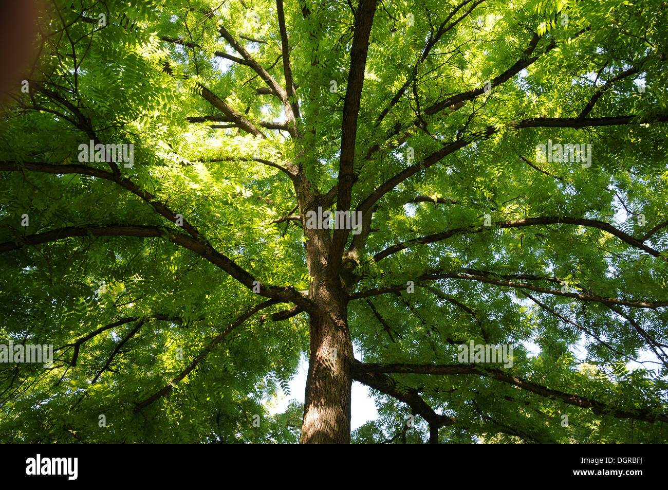 Black walnut trees hi-res stock photography and images - Alamy