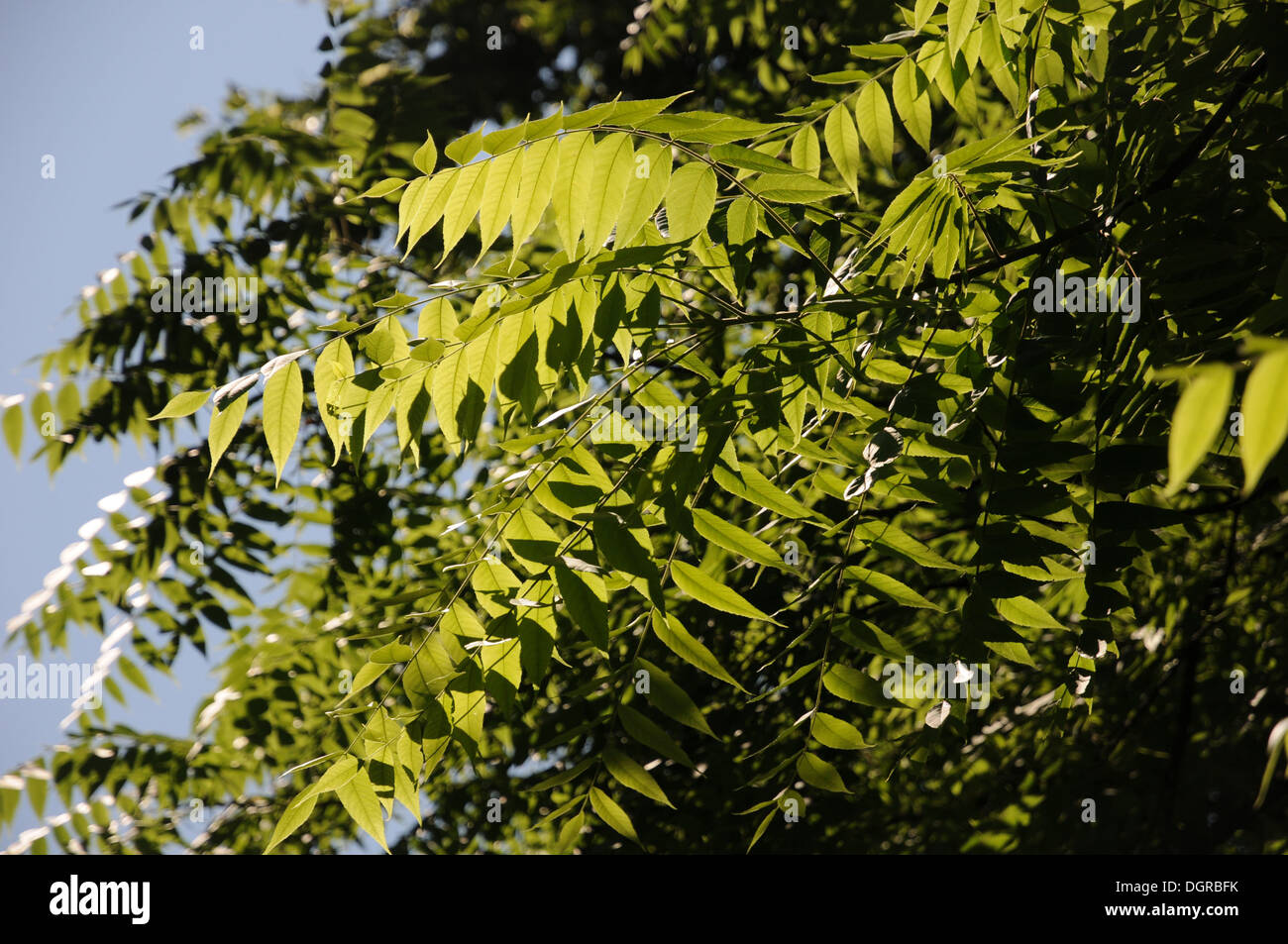Black walnut hi-res stock photography and images - Alamy