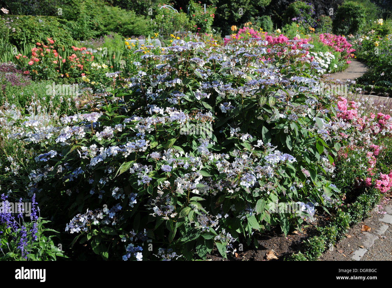 Hortensie hydrangea macrophylla bauernhortensie hi-res stock ...