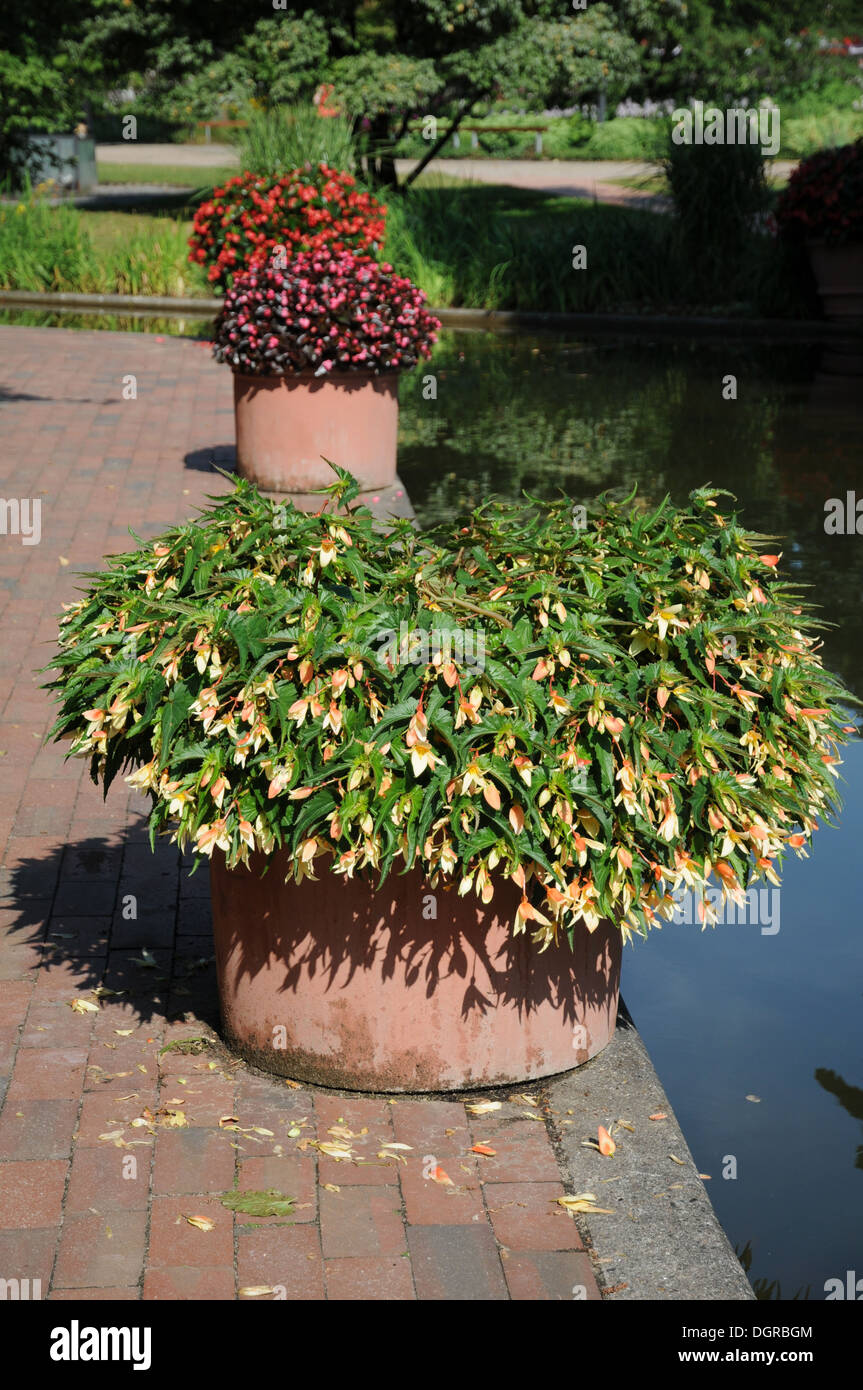 Begonia x tuberhybrida Stock Photo