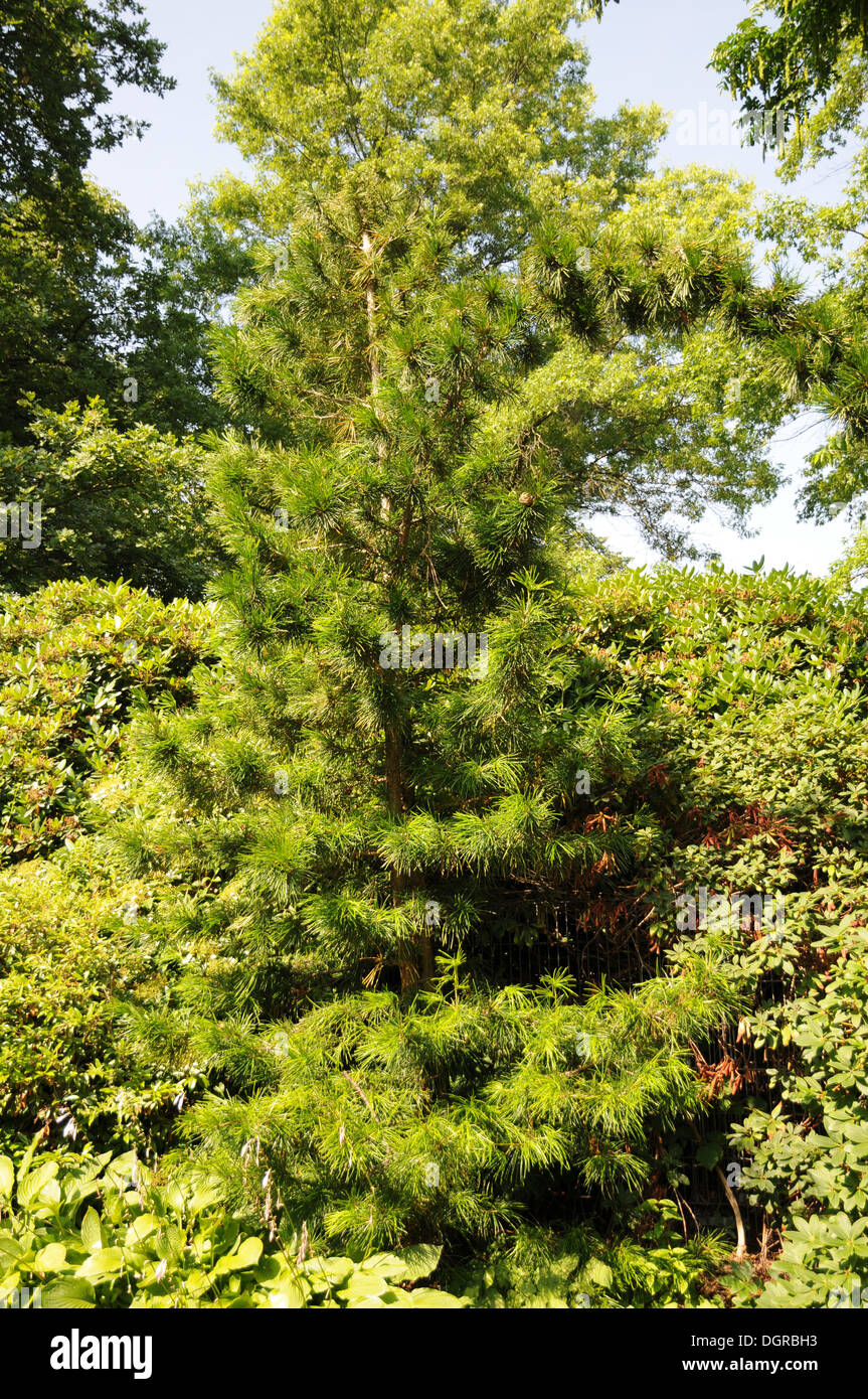 Japanese umbrella pine hires stock photography and images Alamy