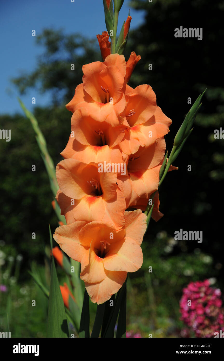 Gladiolus Stock Photo