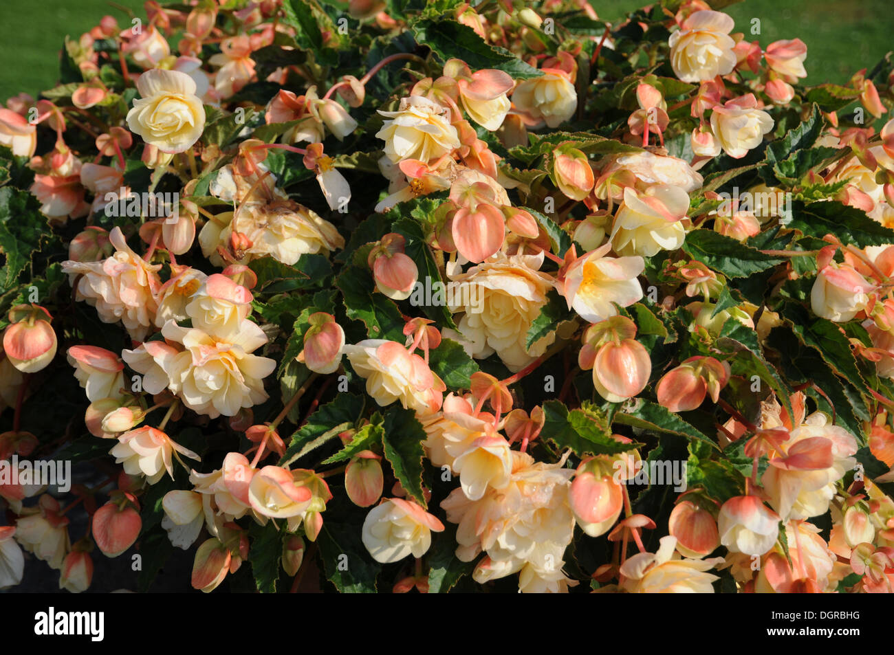 Begonia x tuberhybrida Stock Photo