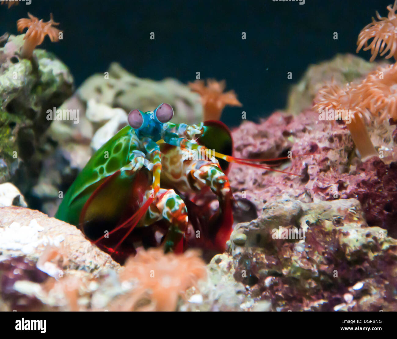 colorful mantis shrimp watching from burrow in coral reef Stock Photo