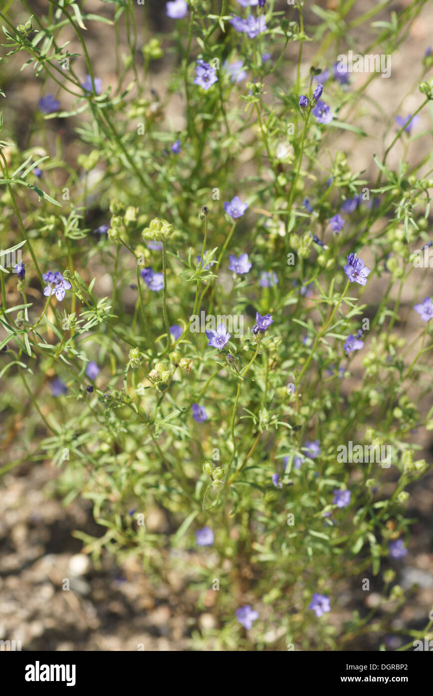 California Gily-Flower Stock Photo