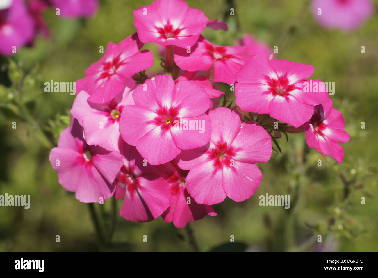 Annual phlox hires stock photography and images Alamy