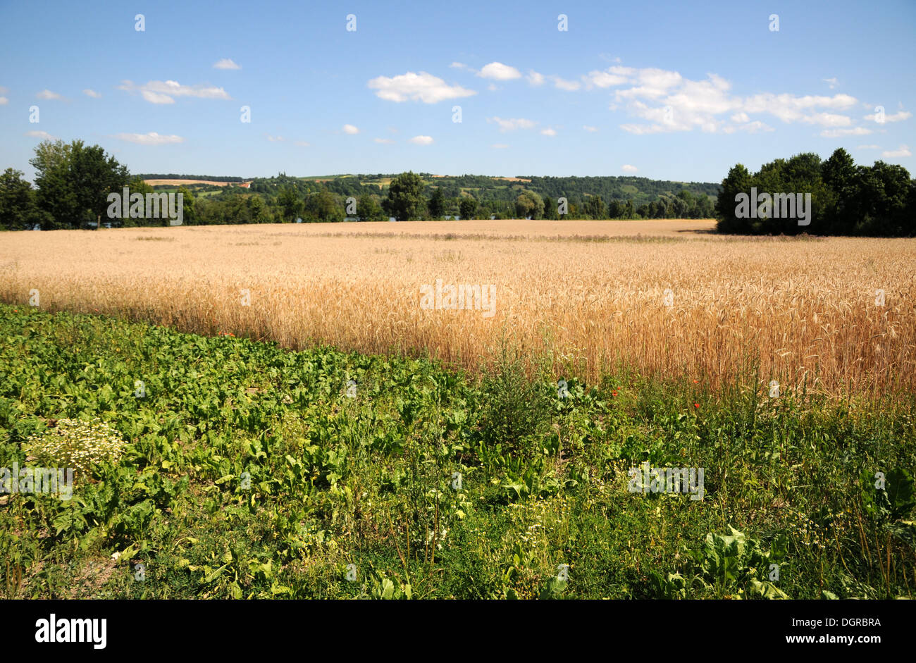 Getreide ähre hi-res stock photography and images - Alamy