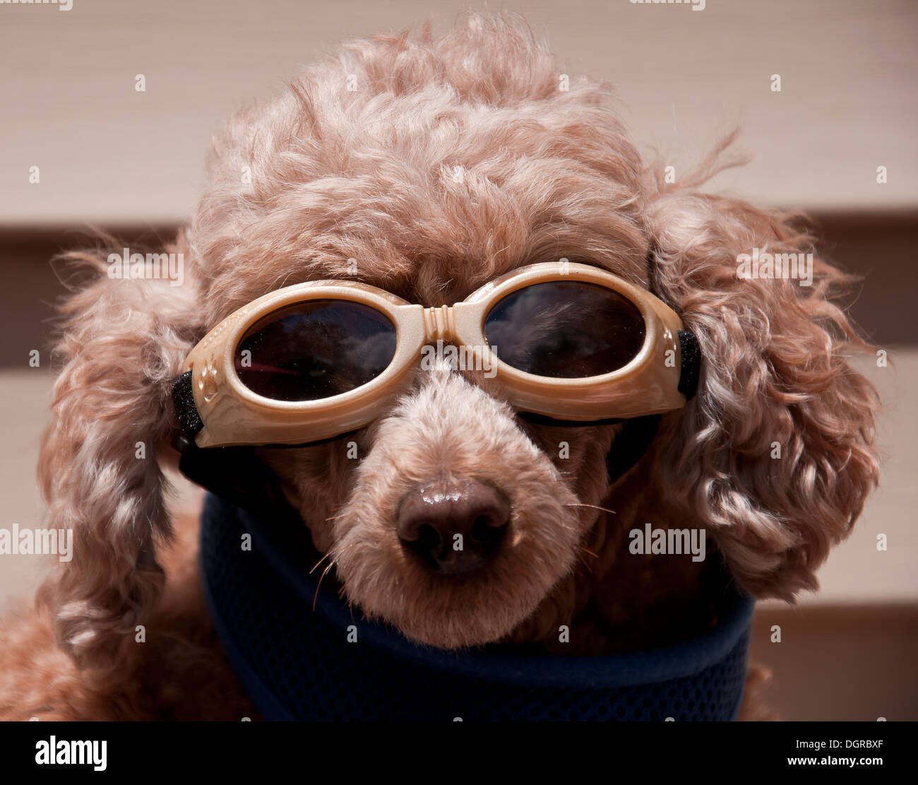 Tan colored poodle dog wearing goggles on a sunny day Stock Photo