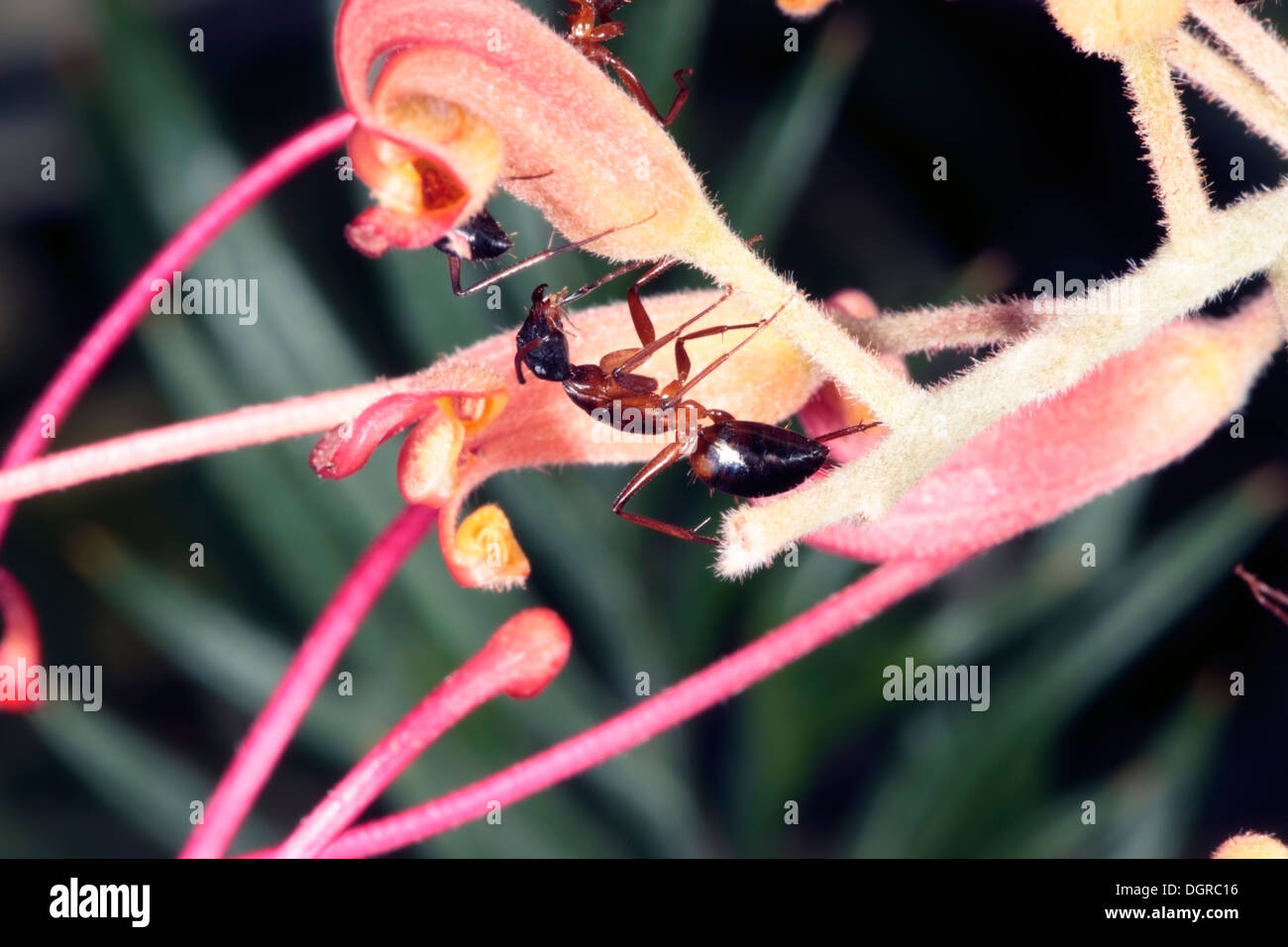 Closeup of a Banded Sugar Ant feeding on a Grevillea flower