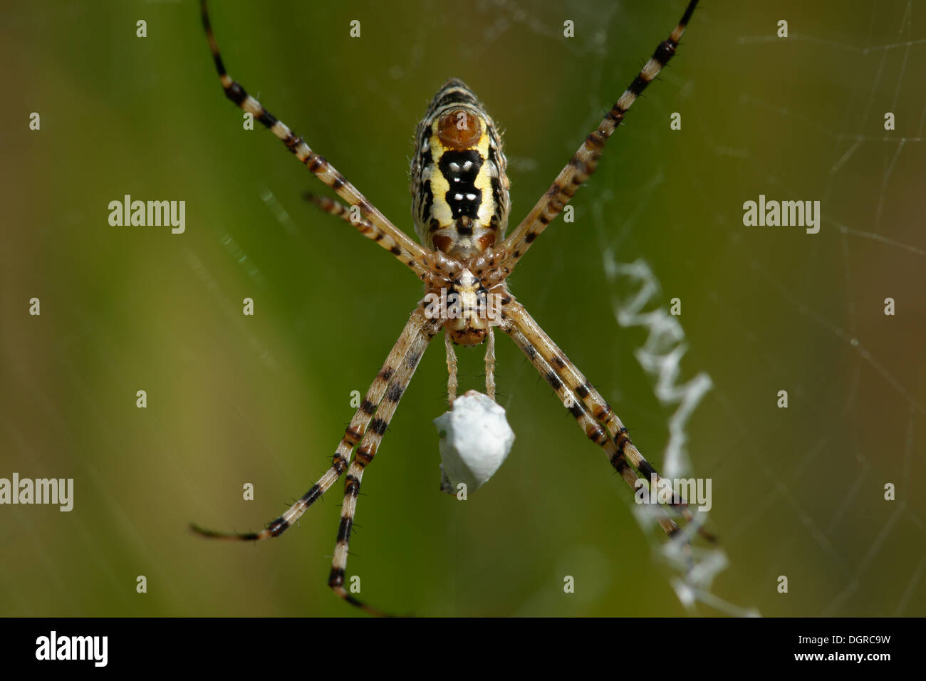 Macro image of argiope spider with prey wrapped in silk Stock Photo