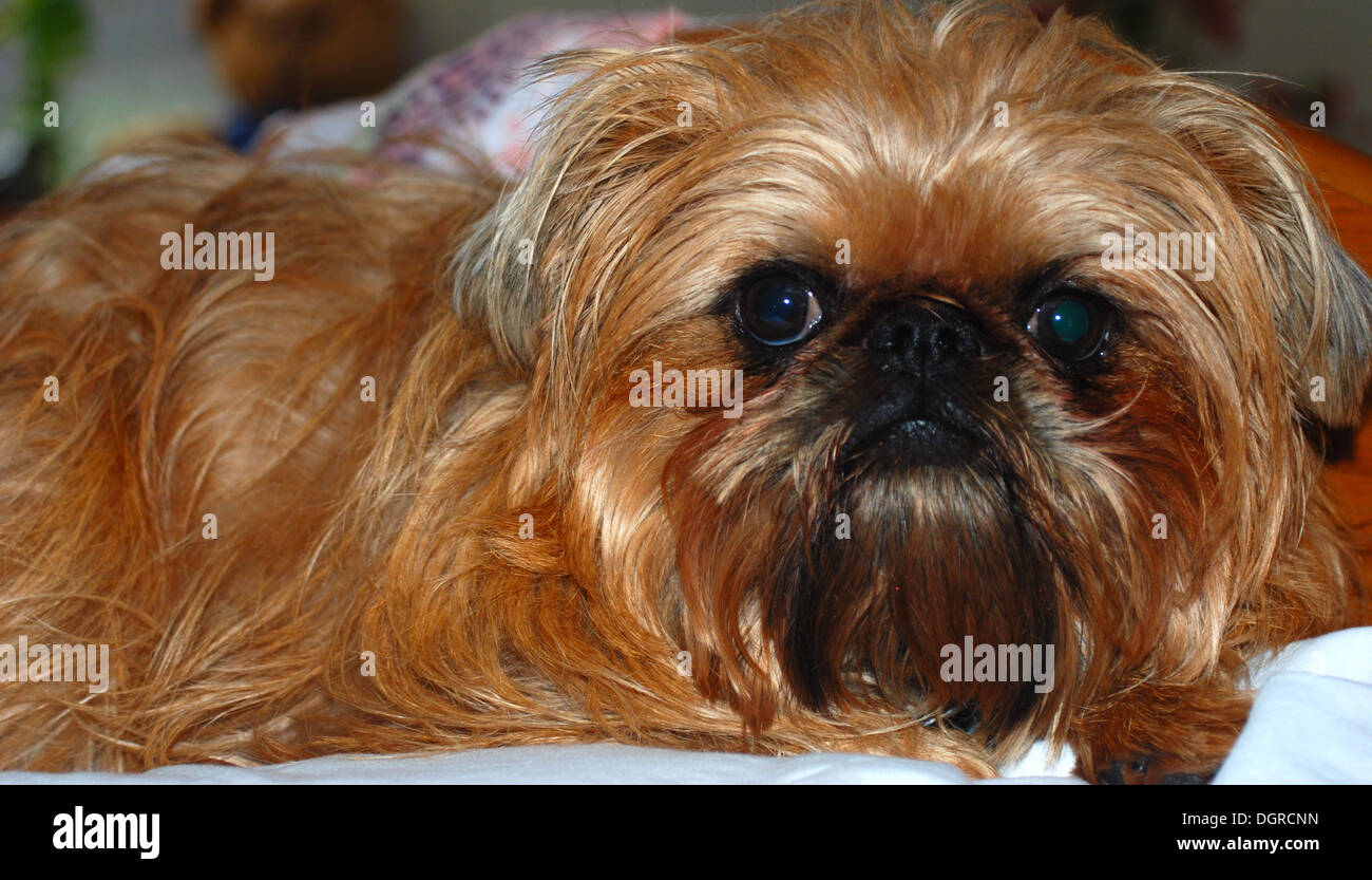 A griffon dog sales