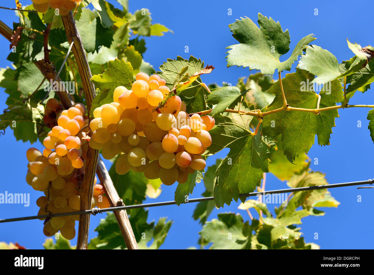 Bunch of green grapes on grapevine in vineyard Stock Photo Alamy