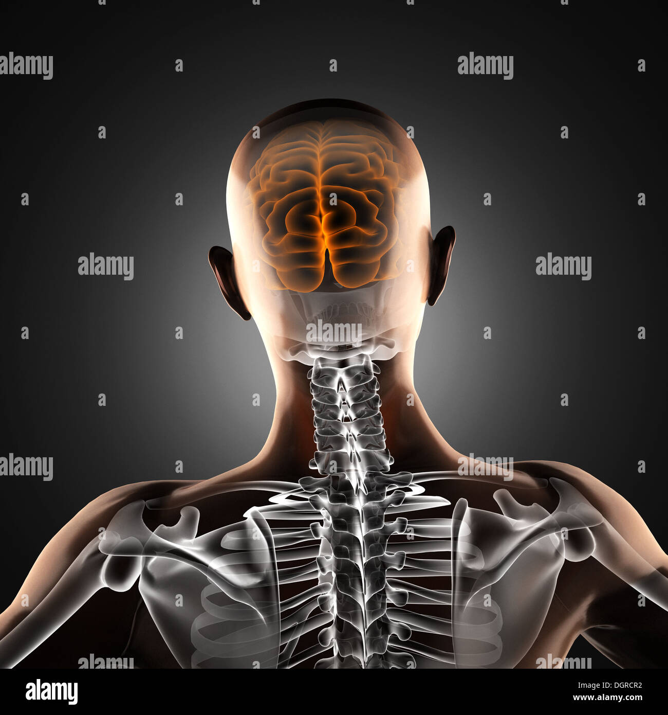 human brain radiography scan Stock Photo