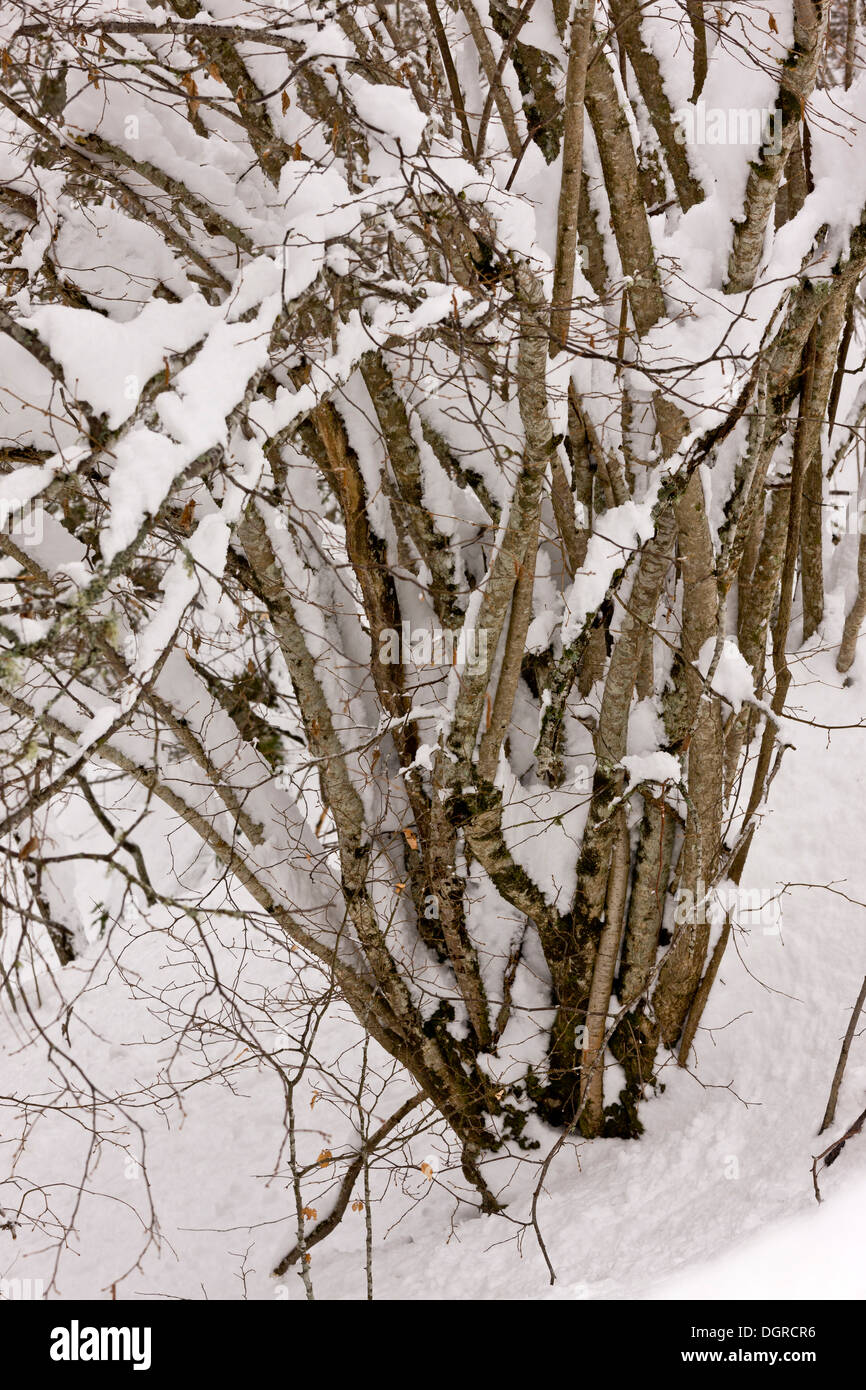 Old coppiced Hazel stool, Corylus avellana, in late winter, covered with snow. Picos de Europa, Spain Stock Photo