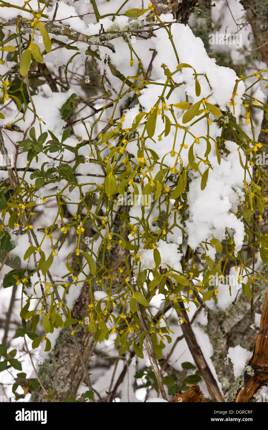 Mistletoe, Viscum album, in flower in late winter, in snow. Stock Photo