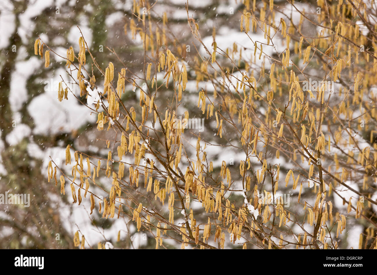 Hazel catkins, Corylus avellana, in late winter, covered with snow. Picos de Europa, Spain Stock Photo