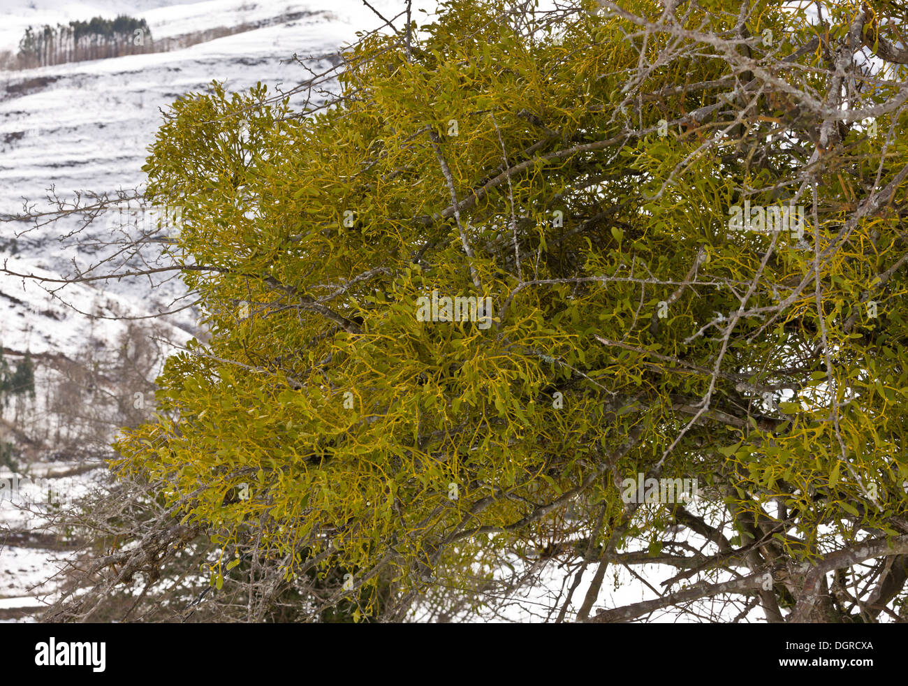 Mistletoe, Viscum album, in flower in late winter Stock Photo