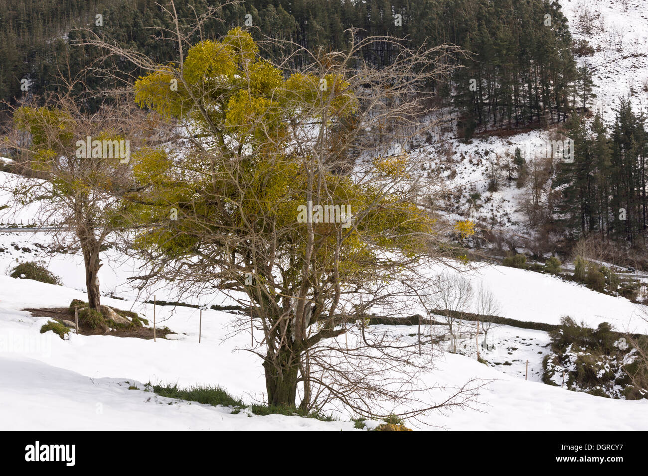 Mistletoe, Viscum album, covering a tree in flower in late winter, Picos de Europa Stock Photo