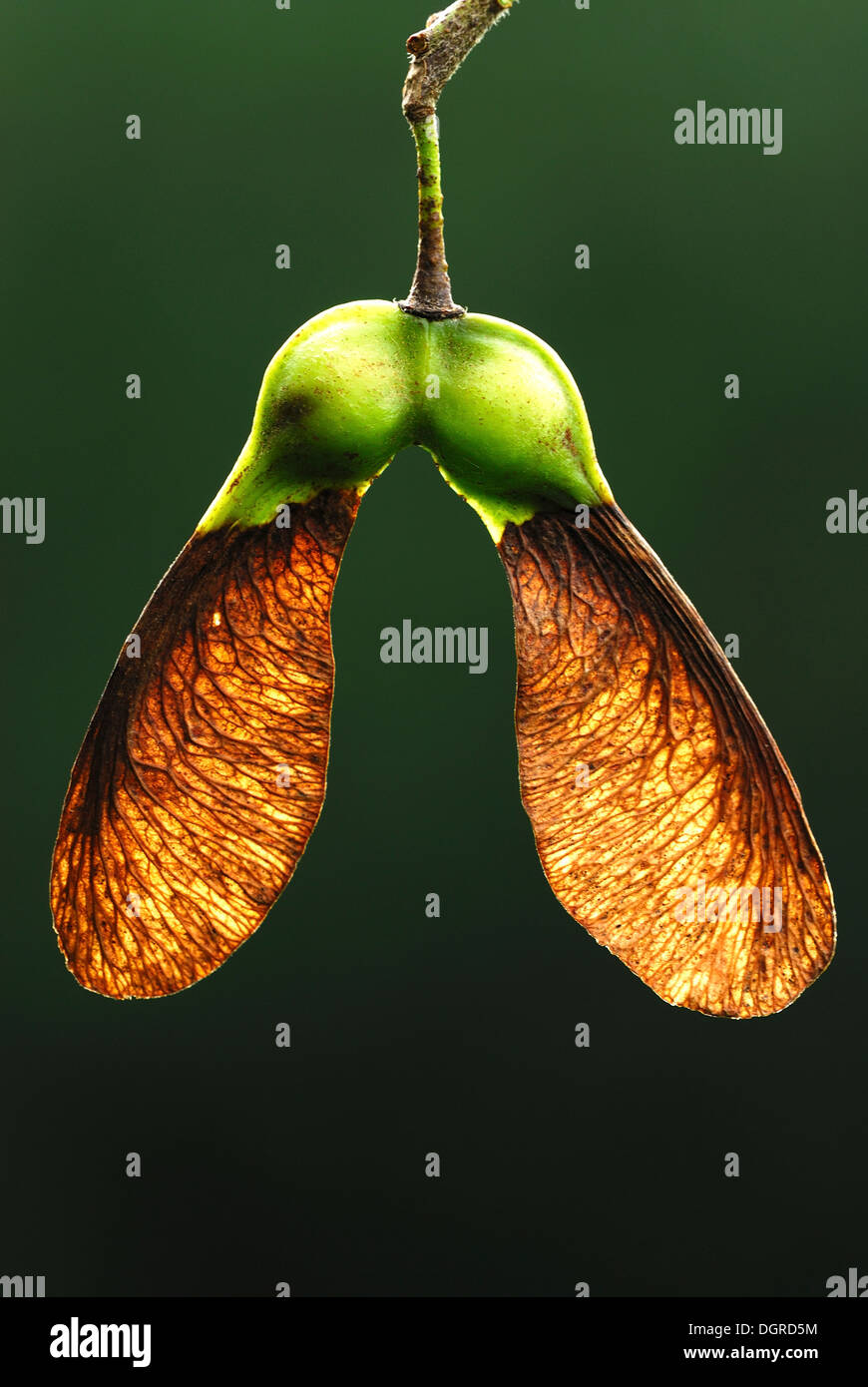 A sycamore seed UK Stock Photo Alamy