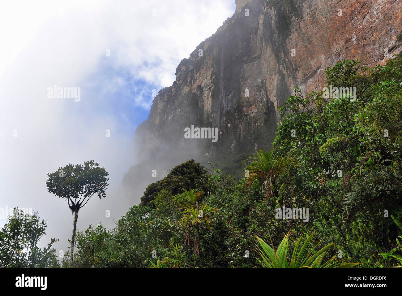 Scarp face of Roraima table mountain in the mist, border triangle of Brazil, Venezuela and Guyana, South America Stock Photo
