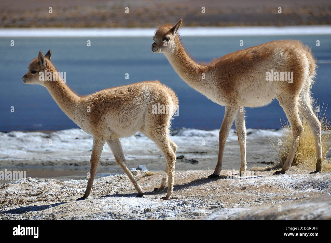 Vicuñas, vicugnas (Vicugna vicugna) on a lagoon, Altiplano, border of Chile and Bolivia, South America Stock Photo