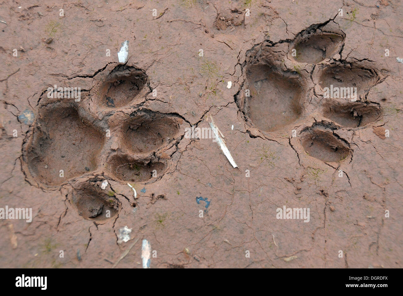 Tracks of a jaguar, Amazonia, Brazil, South America Stock Photo