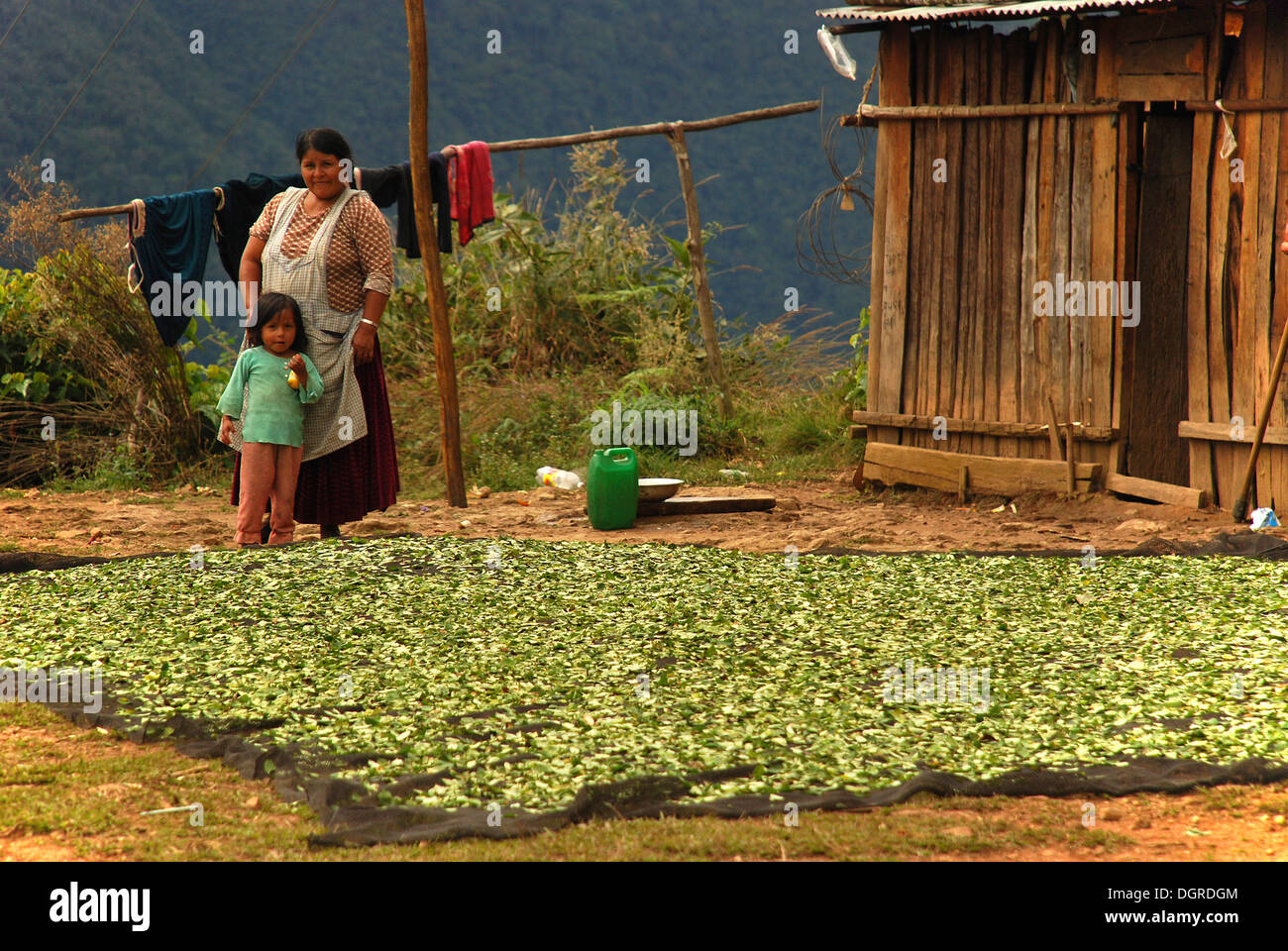 Coca farmers drying their coca leaves, La Paz, Bolivia, South America