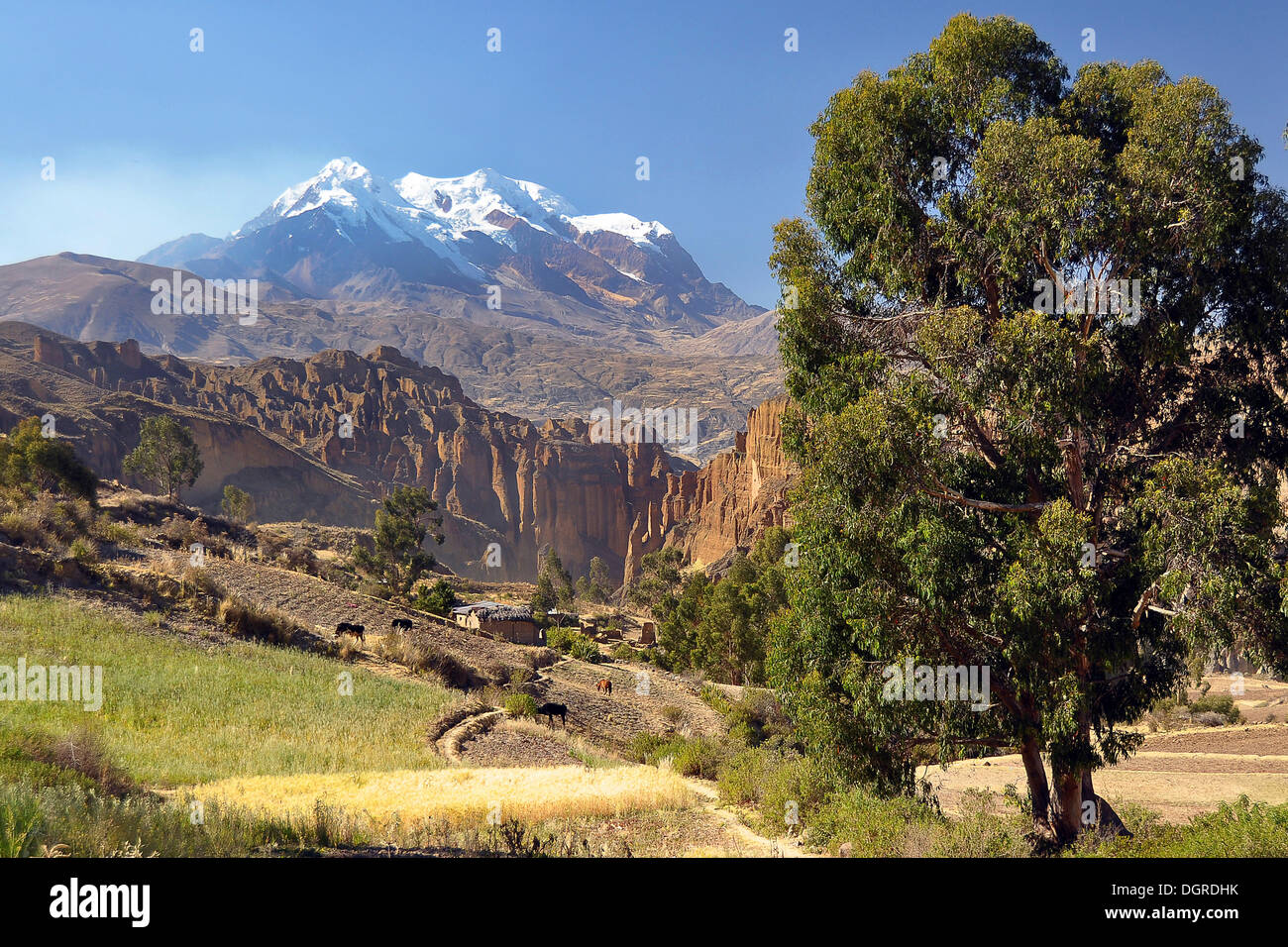 Palca canyon and the Illimani mountain, Altiplano high plateau, Andes mountain range, La Paz, Bolivia, South America Stock Photo