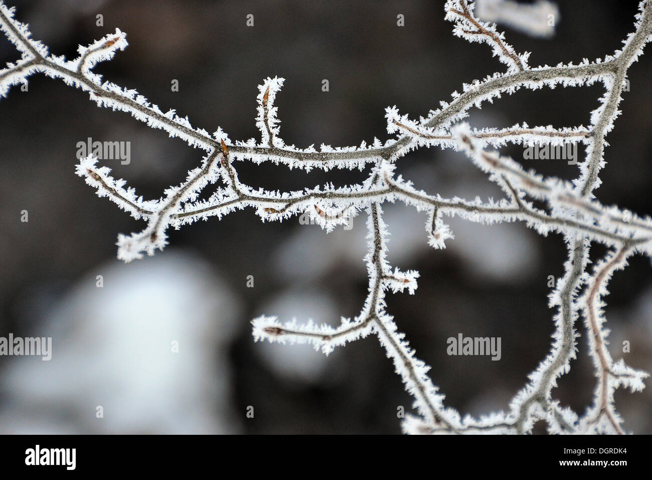 Twigs with hoar frost, Hainich National Park, a UNESCO World Heritage natural site, near Eisenach, Thuringia Stock Photo