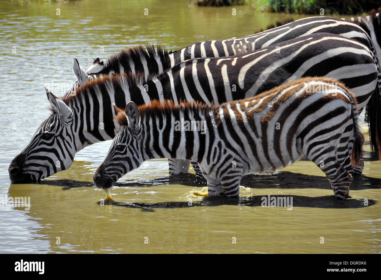 Zebras (Equus quagga) with young, drinking at a watering hole, Serengeti, Tanzania, Africa Stock Photo