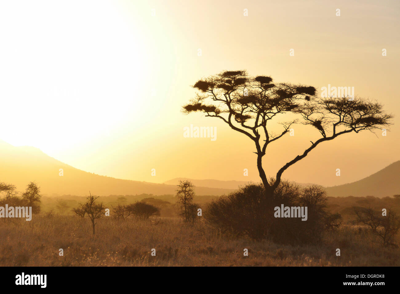Searing light in the savanna, with acacia (Acacia), Tanzania, Africa Stock Photo