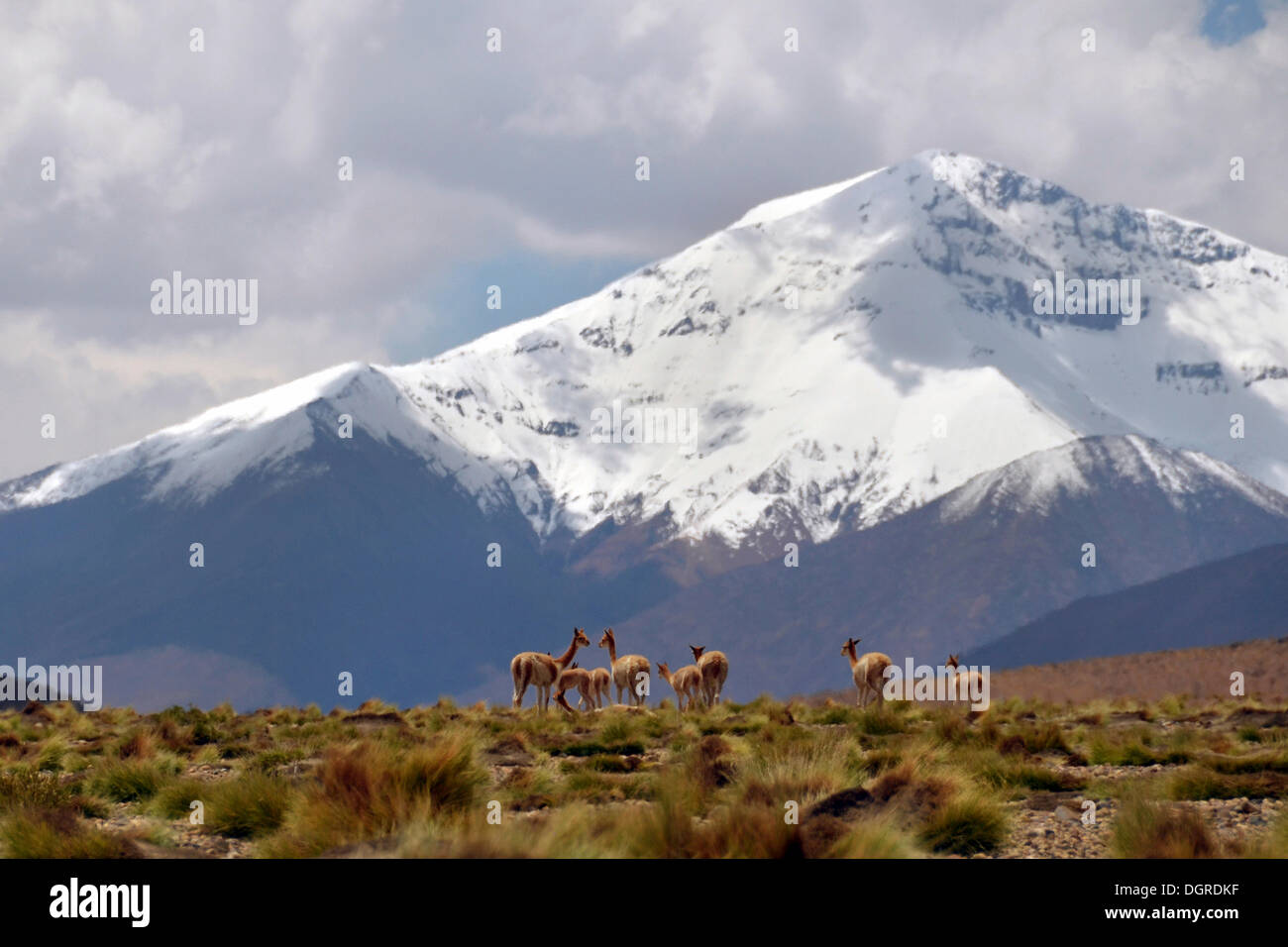 Wild vicunas (Vicugna vicugna), standing in front of the snow-covered peaks of the Andes, Altiplano, area between Bolivia Stock Photo