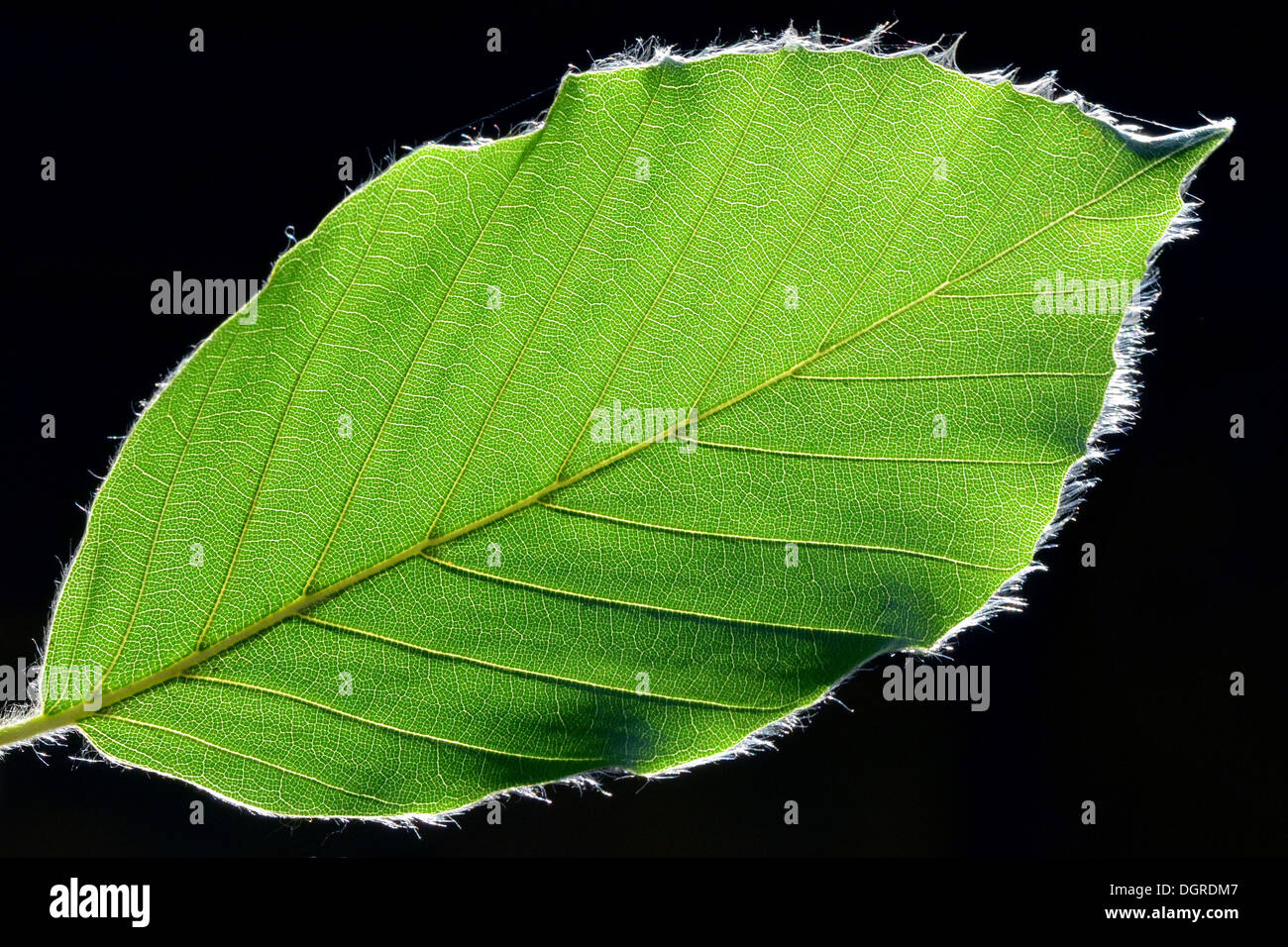 Leaf of a beech (Fagus sylvatica) with fine hairs Stock Photo