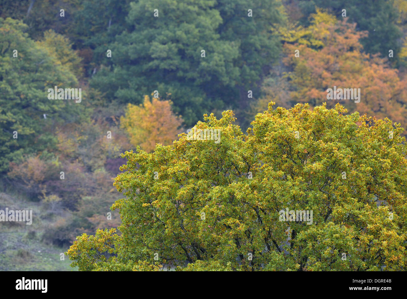 Autumn colours in trees and bushes Stock Photo - Alamy
