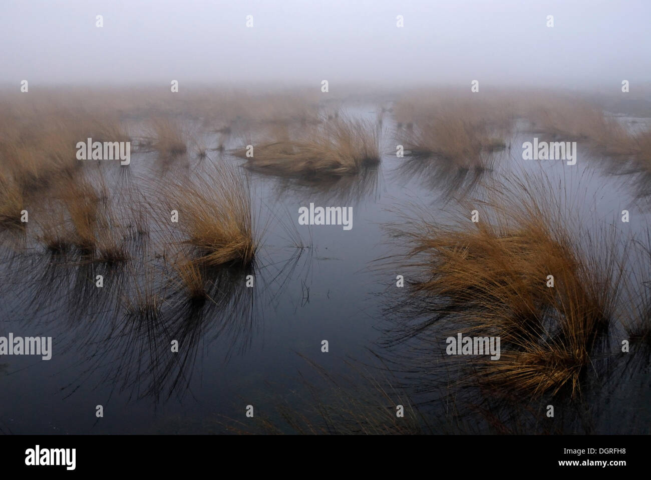 Misty morning mood in a bog with tufts of Purple Moor Grass (Molinia caerulea) in the wetlands, Breitenburger Moor Stock Photo