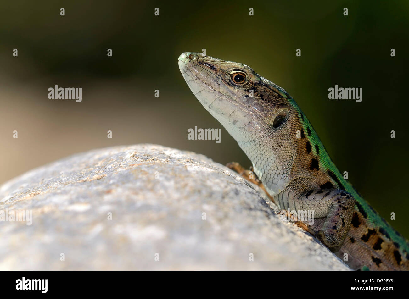 Italian wall lizard, ruin lizard, or İstanbul lizard (Podarcis sicula), male, macchia in Saint-Florent, Corsica, France, Europe Stock Photo