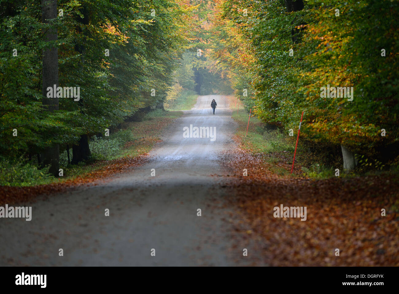 Lonely autumn walk in a colourful beech forest Stock Photo