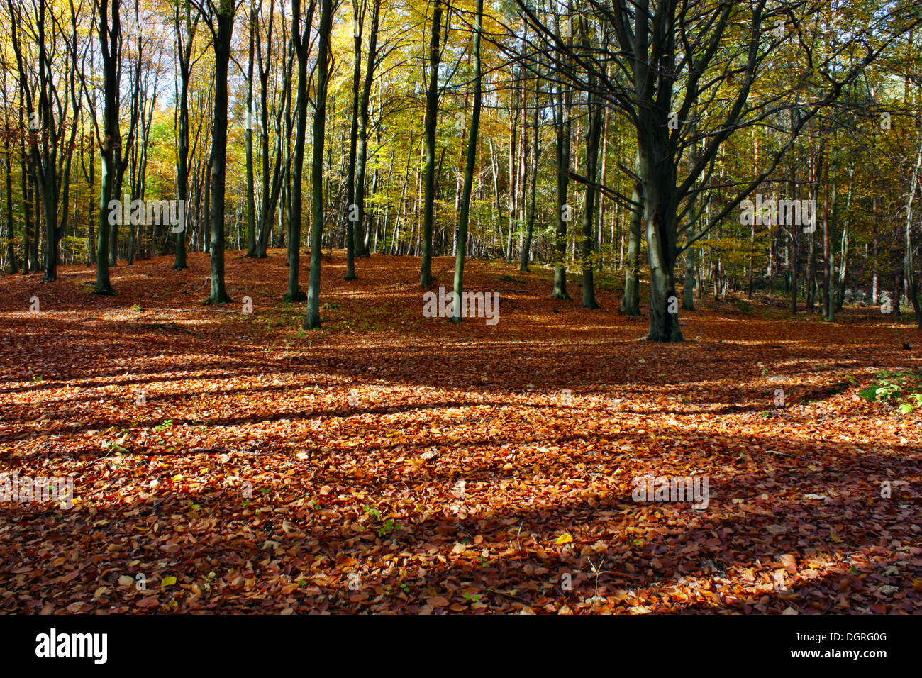 Autumn colors in the forest Stock Photo - Alamy