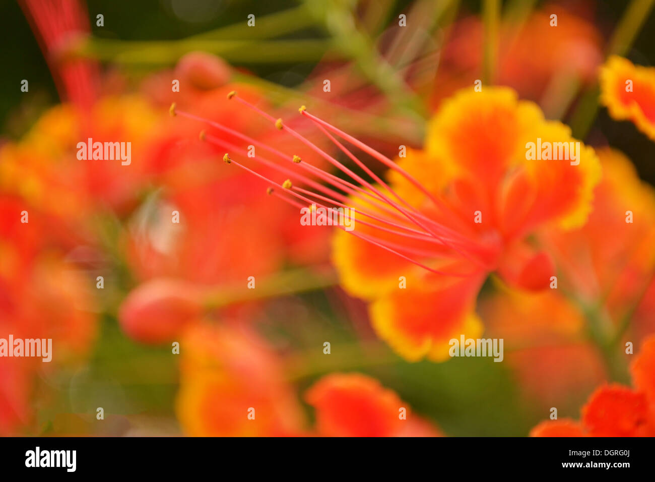 Pollen of orange flowers Stock Photo Alamy