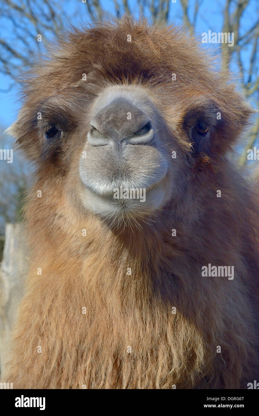 Bactrian camel (Camelus ferus), portrait, captive, Tierpark, Gettorf