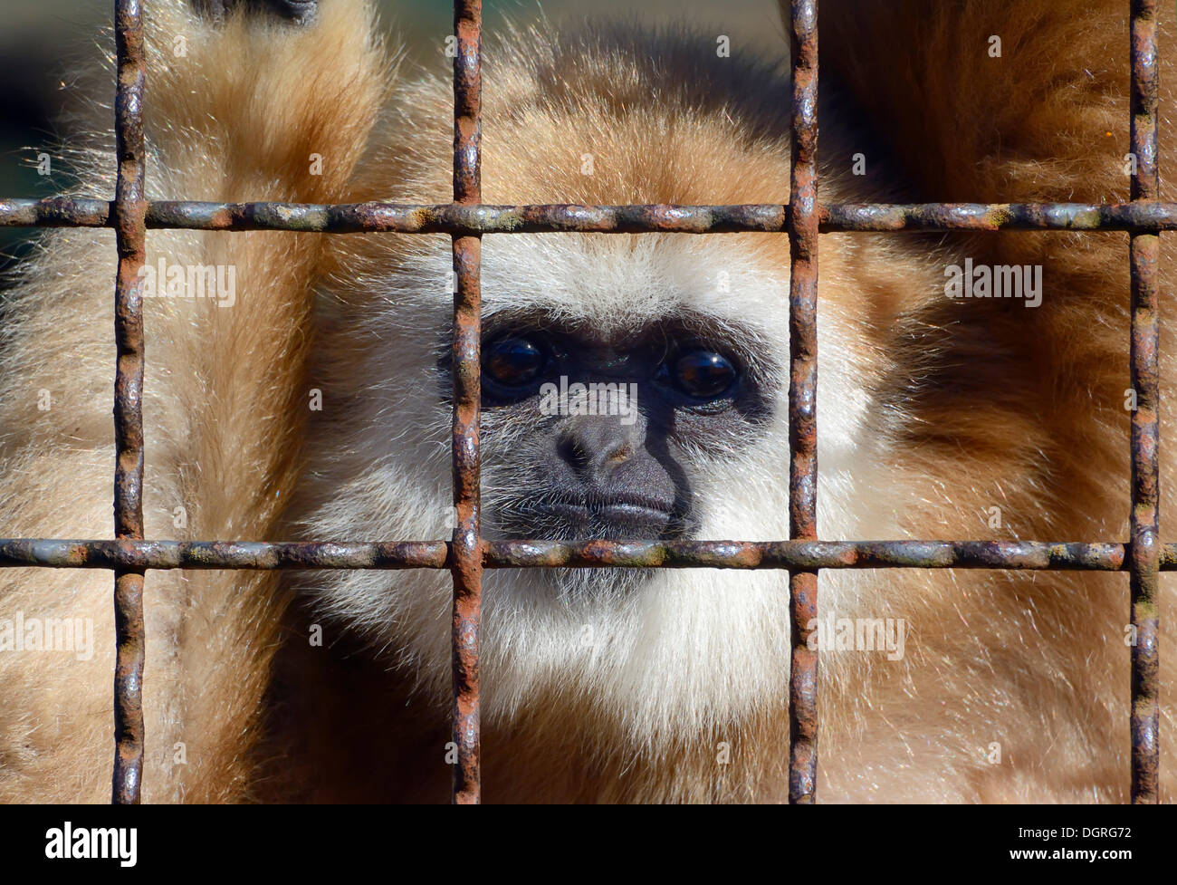 Lar Gibbon (Hylobates lar), sandy morph, behind bars, Tierpark, Gettorf, Schleswig-Holstein, Germany Stock Photo