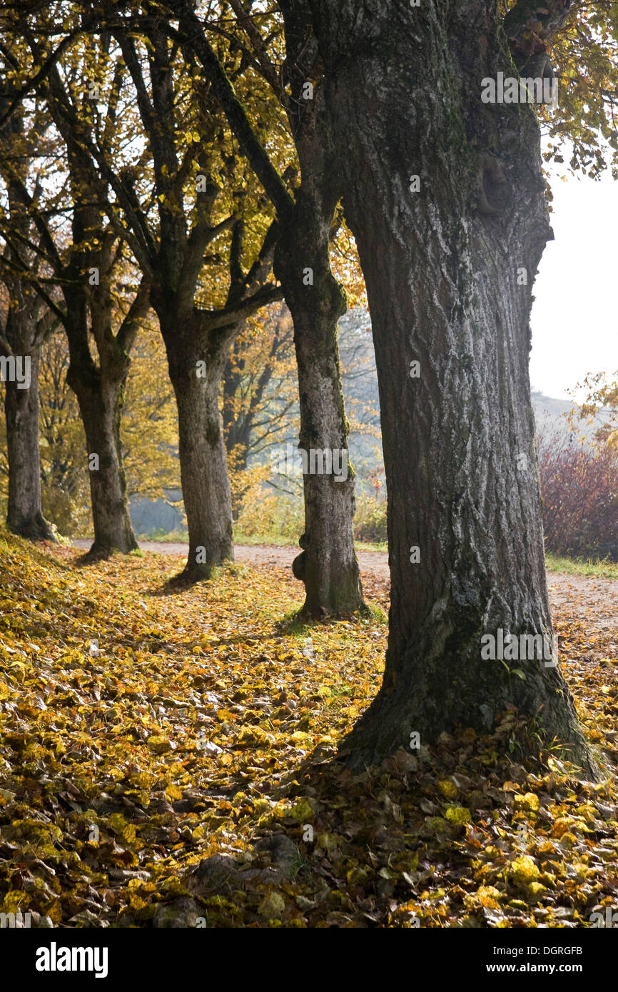 Avenue of trees on Mt. Hohentwiel, Landkreis Konstanz county, Baden-Wuerttemberg Stock Photo